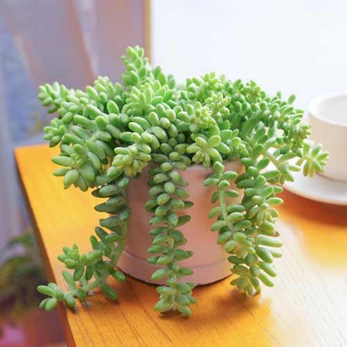 Sprout N Green Donkey's Tail, Live Sedum Morganianum-Burro's tail Succulent in 4" Pot, Trailing Plant for Home Office Indoor Outdoor Hanging Decor, DIY Project, Party Favor, Pet Friendly, Easy to Care - Image 2