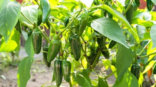 Fool You Jalapeno Live Pepper Plants, Non-GMO, 4"-6" Tall, 2 Pack - Image 3