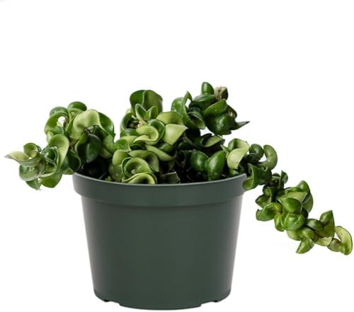 American Plant Exchange Hoya Compacta Hindu Rope, 6-Inch Pot, Live Flowering Wax Plant, Exotic Indoor Houseplant by AmericanPlantExchange