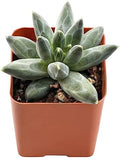 2-in Live Succulent Pachyphytum compactum, Easy Care & Drought Tolerant by TNG