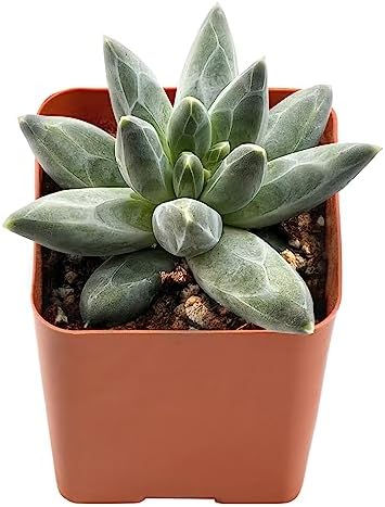 2-in Live Succulent Pachyphytum compactum, Easy Care & Drought Tolerant by TNG