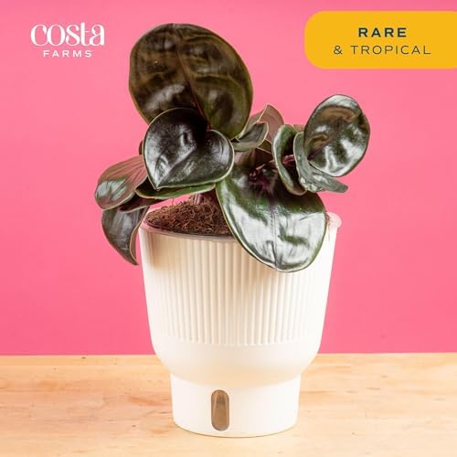 Costa Farms Geo Plant, Live Indoor Plant, Easy Care, Home Decor - Image 3