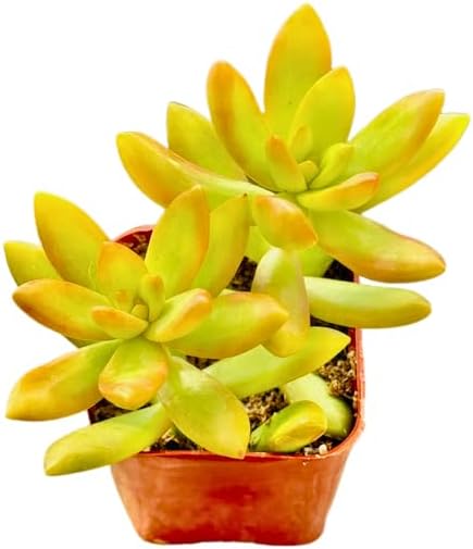 2" Sedum Coppertone Unique Succulents Plants Live, Live Starter Succulent Plants, Easy Care House Plants Rooted in Succulent Soil Mix, By The Succulent Cult - Image 2