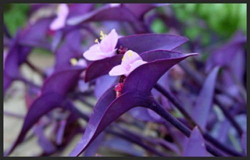 5 Cuttings Purple Heart Wandering Jew - Tradescantia Pallida Purpurea Plant by Unknown