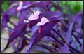 5 Cuttings Purple Heart Wandering Jew - Tradescantia Pallida Purpurea Plant by Unknown