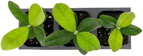 3 Pineapple Guava (Feijoa) Trees | Live Saplings in 2.5-inch Nursery Cubes | Feijoa Sellowiana Variety | Drought-Tolerant Fruit-Bearing Trees and Shrubs | Tropical Ornamental Charm for Home and Garden - Image 7