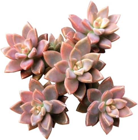 Graptosedum California Sunset - Colorful 2 inch Succulents - Live Mini Succulent Plants Fully Rooted, Easy Care Indoor and Outdoor, Home and Garden Decor, Wedding Party Favor by SucculentsBox