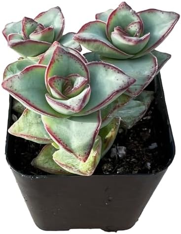 Sprout N Green Crassula Perforata subsp. Perforata Live Succulent Plant by SproutNGreen