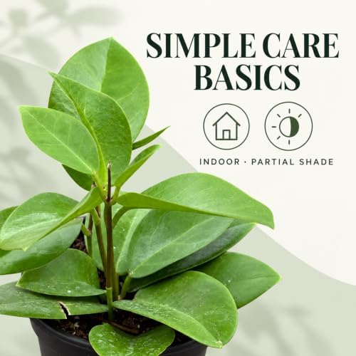Hoya Skinneriana Live Plant | Hoya Cuttings Starter Plants - Image 4
