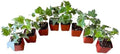 Variegated English Ivy Live Indoor House Plants, White and Green, 2 Inch Pots, Set of 8 by Unknown