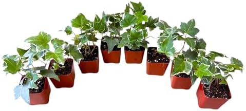 Variegated English Ivy Live Indoor House Plants, White and Green, 2 Inch Pots, Set of 8 by Unknown