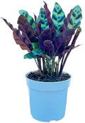 Rattlesnake Calathea Live Plant - Air Purifier, Colorful House Plant, Ideal for Home Decor and Room Decor - Rattlesnake for Indoor Plants, Calathea Lancifolia Prayer Plant by Unknown