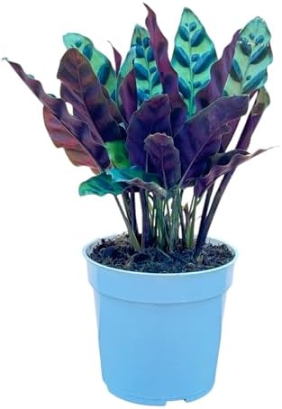 Rattlesnake Calathea Live Plant - Air Purifier, Colorful House Plant, Ideal for Home Decor and Room Decor - Rattlesnake for Indoor Plants, Calathea Lancifolia Prayer Plant by Unknown