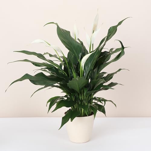 Live Peace Lily Plant, Spathiphyllum, Low Light, Easy to Grow, 4" Pot - Image 2
