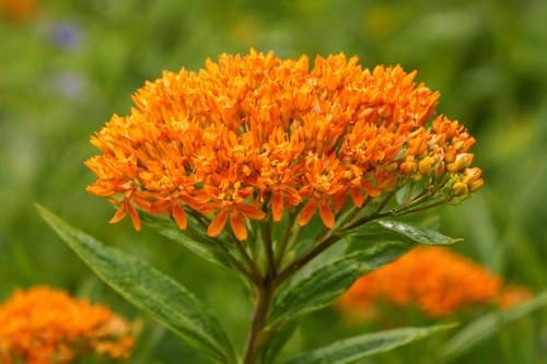 Orange Butterfly Weed - 6-12" Tall Live Plant - Gallon Pot - Image 6