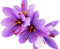 Saffron Sativus Crocus Corms, 10 Large Corms for Planting by MardeRossCompany