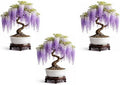 3 Wisteria Bonsai Starter Trees (1 Year Old Live Plant) – Wisteria Floribunda Seedling – Fast Growing Flowering Vine for Bonsai Training – Outdoor/Indoor Bonsai Tree Starter Kit (3 Plants) by CZGrain