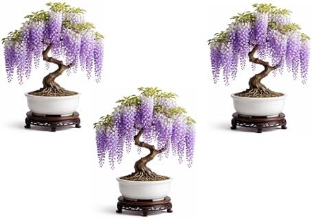 3 Wisteria Bonsai Starter Trees (1 Year Old Live Plant) – Wisteria Floribunda Seedling – Fast Growing Flowering Vine for Bonsai Training – Outdoor/Indoor Bonsai Tree Starter Kit (3 Plants) by CZGrain