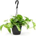 Golden Pothos Plant Live in Hanging Planter Pot Live by Plants for Pets, 1 Count by PlantsforPets