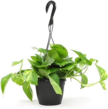 Golden Pothos Plant Live in Hanging Planter Pot Live by Plants for Pets, 1 Count by PlantsforPets