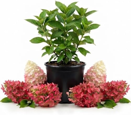 Pink White Hydrangea Plant Live, Garden Shrub, 7-12" Tall, in Pot - Image 4