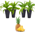 Pineapple Plant Elite Gold (4 Pack) | Easy to Grow Plants | Edible Fruit Plant for Sustainable Living | Grow Your own Food on Your Edible Organic | by FamPlants
