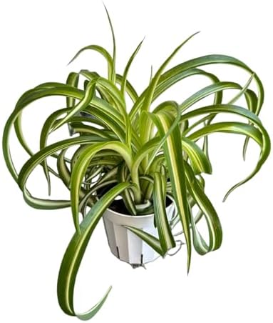 Bonnie Curly Spider Plant, Variegated Curly Leaves, Pet-Friendly, Air Purifying, Easy to Care and Grow Attractive Plant in 4 inch Pot - Hopewind Plants Shop by hopewindplants