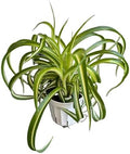 Bonnie Curly Spider Plant, Variegated Curly Leaves, Pet-Friendly, Air Purifying, Easy to Care and Grow Attractive Plant in 4 inch Pot - Hopewind Plants Shop by hopewindplants