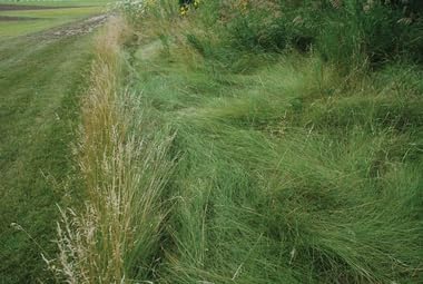 No Mow Lawn Grass Seed, Dwarf Fine Fescue Mix, Low Maintenance Lawn Seed, 1 Pound Pack - Image 3