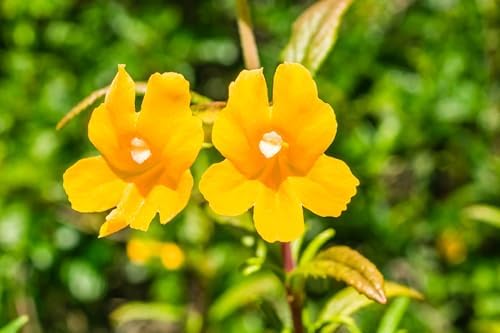 California Bush Monkeyflower 32 Live Plants (Diplacus aurantiacus) – California Native Wildflower Shrub for Outdoor Gardens, Drought Tolerant Pollinator Friendly Landscaping by MyHomePark