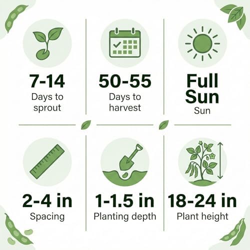 50 Green Bean Seeds for Planting - Provider - Bush Bean - Heirloom | Non-GMO | USA Grown - Image 6