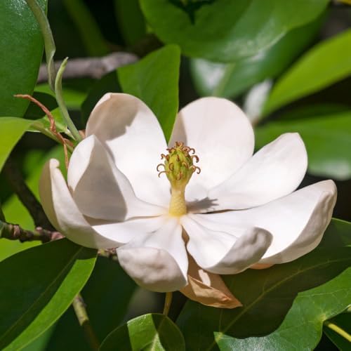 Sweetbay Magnolia Tree Plant Live, Flowering Tree, 2-3 Ft Tall, Gallon Pot - Image 4