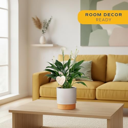 Costa Farms Peace Lily, Live Indoor Plant, Air Purifying, White Flowers - Image 2