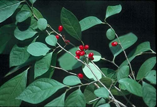 1 yo 4-8 inches Tall Northern Spicebush Plant (Lindera Benzoin) Bare Root - Image 3