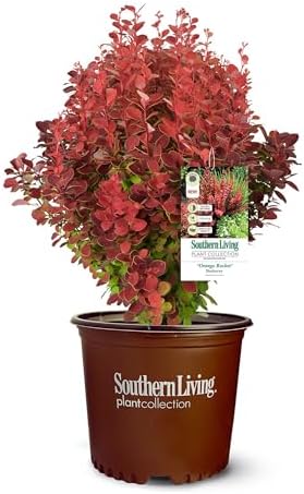 Southern Living 2 Gal. Orange Rocket Barberry Shrub by Unknown