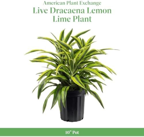 American Plant Exchange Dracaena Lemon Lime – 3-Gallon with Pot – Live Indoor/Outdoor Air Purifying Plant, Vibrant Green Foliage for Home, Office, or Patio Decor - Image 2