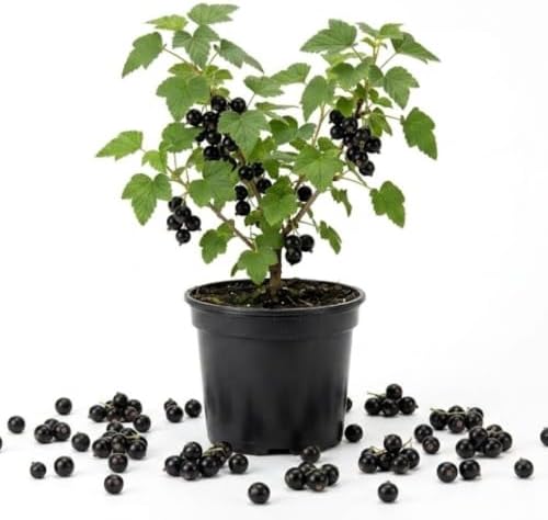 Black Currant Bush Live Plant, Sweet Berry Plant, 6-12 Inch Tall - Image 2