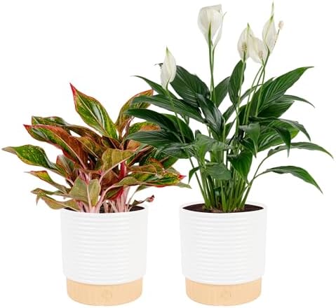 Costa Farms Peace Lily, Live Indoor Plant, Air Purifying, White Blooms by Unknown