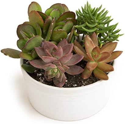 Succulents Plants Live in Garden Succulent Planters, Live Succulent Plants Live Plants in White Planter, Live Succulents Unique Gardening Gifts for Plant Lovers, Succulent Gifts by Plants for Pets - Image 3