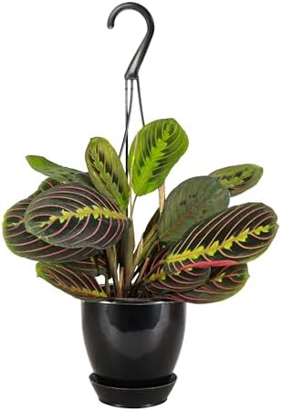 Live Red Prayer Plant, Pet Friendly, Easy to Grow, 4" Diameter Pot by ThorsensGreenhouse