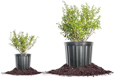 PERFECT PLANTS Goji Berry Bush in 1 Gallon Grower's Pot | Delicious Wolfberry for Outdoor Planting | Fresh Antioxidant Packed Fruits | Fully Mature for Home Gardens - Image 7