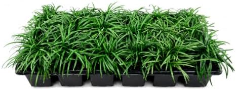 Dwarf Mondo Grass | 3 Large 4 Inch Pots | Ophiopogon Japonicus | Ground Cover Plant, Shade Tolerant Grass, Low Maintenance Landscaping, Evergreen Foliage, Dense Green Carpet, Drought Tolerant by FloridaFoliage
