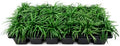 Dwarf Mondo Grass | 10 Large 4 Inch Pots | Ophiopogon Japonicus | Ground Cover Plant, Shade Tolerant Grass, Low Maintenance Landscaping, Evergreen Foliage, Dense Green Carpet, Drought Tolerant by FloridaFoliage