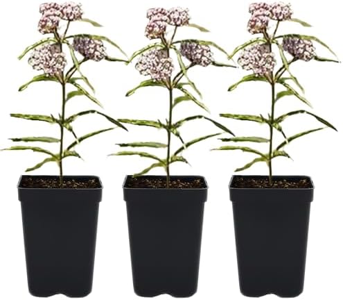 Narrowleaf Milkweed 3 Live Plants (Asclepias fascicularis) – California Native Wildflower for Outdoor Gardens, Monarch Butterfly Host Plant, Drought Tolerant Pollinator Friendly Landscaping by MyHomePark