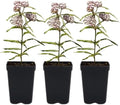 Narrowleaf Milkweed 3 Live Plants (Asclepias fascicularis) – California Native Wildflower for Outdoor Gardens, Monarch Butterfly Host Plant, Drought Tolerant Pollinator Friendly Landscaping by MyHomePark