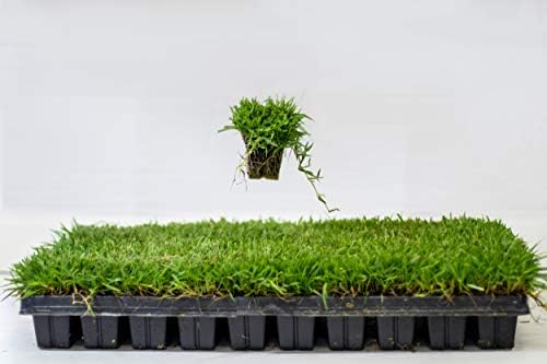 Zoysia Plugs - 200 Full Zoysia Grass Plugs | Mature Roots | Individually Grown - Image 2