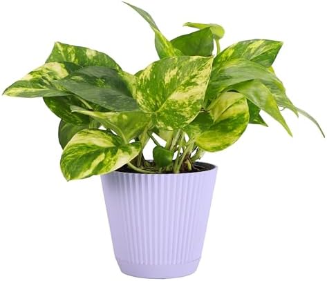 Live Golden Pothos, Indoor Vining Plant, Easy to Grow, 4" Pot by ThorsensGreenhouse