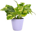 Live Golden Pothos, Indoor Vining Plant, Easy to Grow, 4" Pot by ThorsensGreenhouse