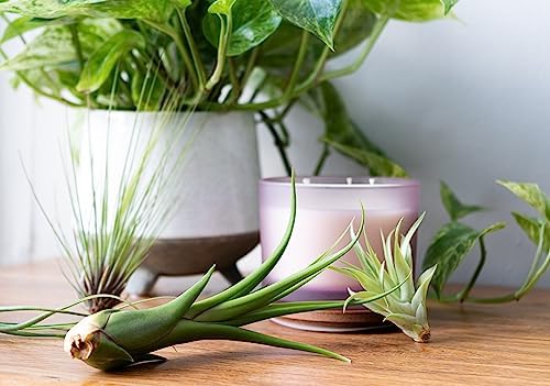 Air Plant Low Light House Plants Box (8PK), Easy Pet Friendly Houseplants - Image 6