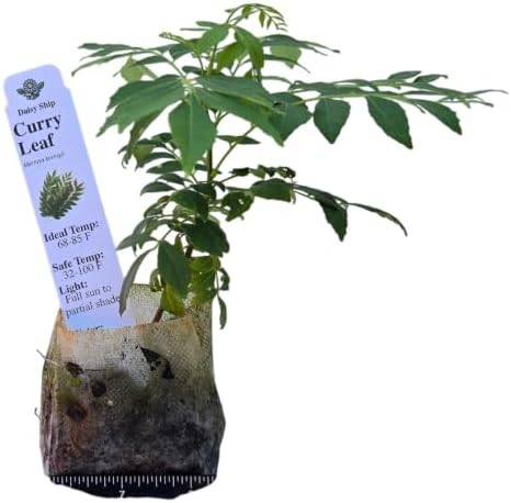 Daisy Ship Curry Leaf Plant Live Murraya Koenigii - 1 x 2-in Bag by DaisyShip